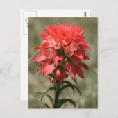 ワイルドウィスパーズ:インディアンペイントブラシ ポストカード (正面/裏面)