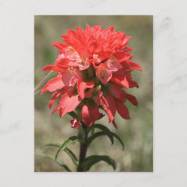 ワイルドウィスパーズ：インディアンペイントブラシ ポストカード