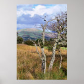 ワイルドウェールズ ポスター (正面)