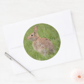 ワイルドウサギin My Backyard ラウンドシール (封筒)