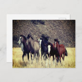ワイルドウマのはがき ポストカード (正面/裏面)
