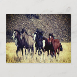 ワイルドウマのはがき ポストカード