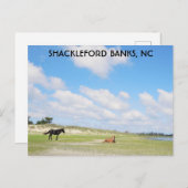 ワイルドウマズシャックレフォードバンクノースカロライナ ポストカード (正面/裏面)