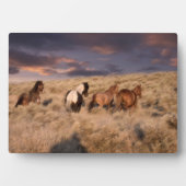 ワイルドウマランニングーズ フォトプラーク (正面)