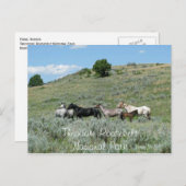 ワイルドウマ、セオドア・ルーズベルトNP、ノースダコタ ポストカード (正面/裏面)