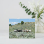 ワイルドウマ、セオドア・ルーズベルトNP、ノースダコタ ポストカード (スタンド正面)