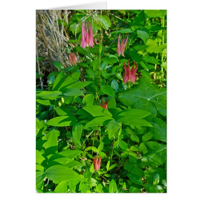 ワイルドオダマキ（植物）ノートカード (正面)