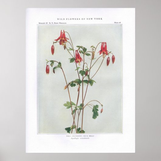 ワイルドオダマキ(植物);ロックベル – Aquilegia canadensis ポスター (正面)