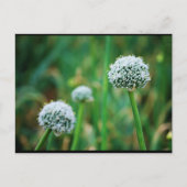 ワイルドオニオンブロッサム ポストカード (正面)