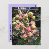 ワイルドオレゴン黒ベリーフォトパープルピンクグリーン ポストカード (正面/裏面)