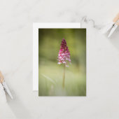 ワイルドオーキッド自然写真 カード (正面/裏面インサイチュ)