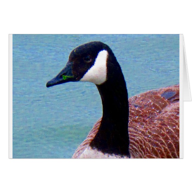 ワイルドカナダガチョウ (正面横)