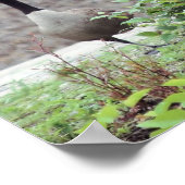 ワイルドカナダグーストリオ動物 ポスター (角)