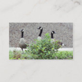 ワイルドカナダゲーゼ動物の名刺 名刺 (裏面)