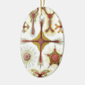 ワイルドカモミールbyエルンスト・ヘイケル，ヴィンテージ自然 セラミックオーナメント (左)