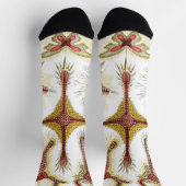 ワイルドカモミールbyエルンスト・ヘイケル，ヴィンテージ自然 ソックス (上部)