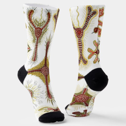 ワイルドカモミールbyエルンスト・ヘイケル，ヴィンテージ自然 ソックス (傾斜あり)