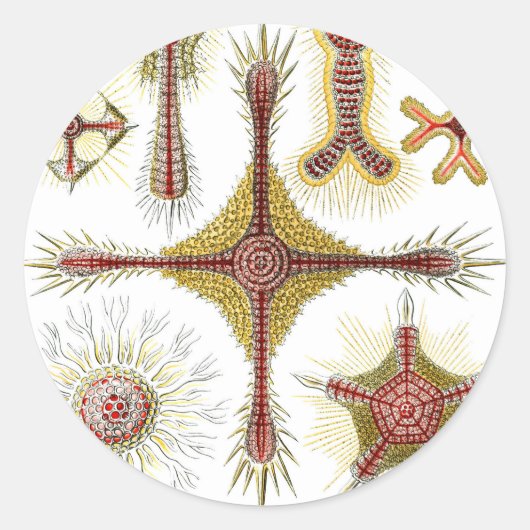 ワイルドカモミールbyエルンスト・ヘイケル，ヴィンテージ自然 ラウンドシール (正面)