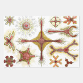 ワイルドカモミールbyエルンスト・ヘイケル,ヴィンテージ自然 ラッピングペーパーシート (正面)