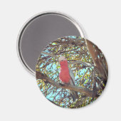 ワイルドガラー マグネット (正面/裏面)