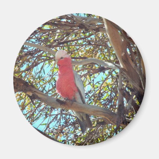 ワイルドガラー マグネット (正面)