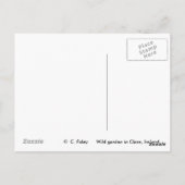 ワイルドガーデン、クレア、アイルランドのポストカード ポストカード (裏面)