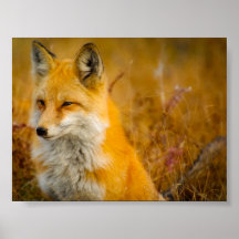 ワイルドキツネインザフォレスト