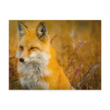 ワイルドキツネインザフォレスト