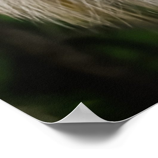 ワイルドキツネ ポスター (角)