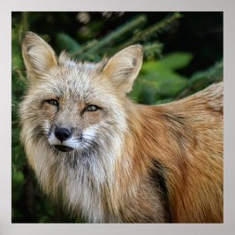 ワイルドキツネ ポスター