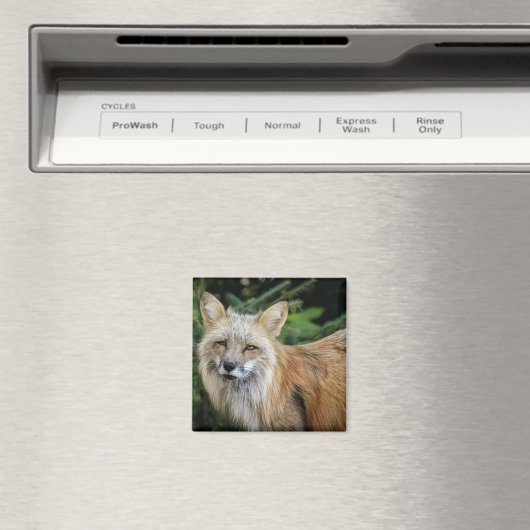 ワイルドキツネ マグネット (インサイチュ (食洗機))