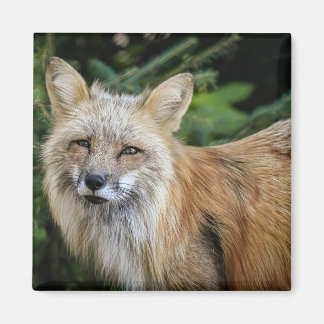 ワイルドキツネ マグネット