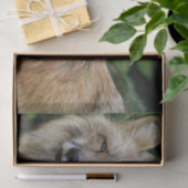 ワイルドキツネ 薄葉紙 (ギフト)