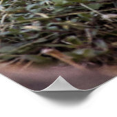 ワイルドグロース ポスター (角)