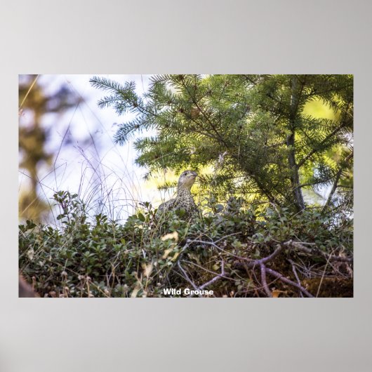 ワイルドグロース ポスター (正面)