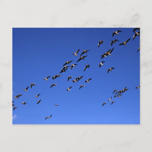 ワイルドゲーゼのフライト – はがき (正面)