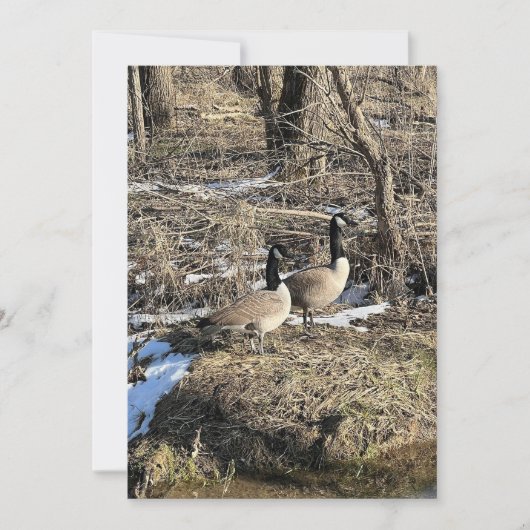 ワイルドゲーゼ (正面)