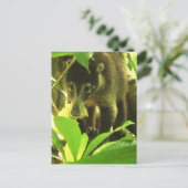 ワイルドコアティ葉書 ポストカード (スタンド正面)