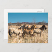 ワイルドコニクポニスウィッケンフェンファンカンブリジシャーイギリス ポストカード (正面/裏面)