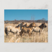 ワイルドコニクポニスウィッケンフェンファンカンブリジシャーイギリス ポストカード (正面)