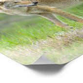 ワイルドコヨーテ ポスター (角)