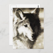 ワイルドシリーズ19 ポストカード (正面/裏面)