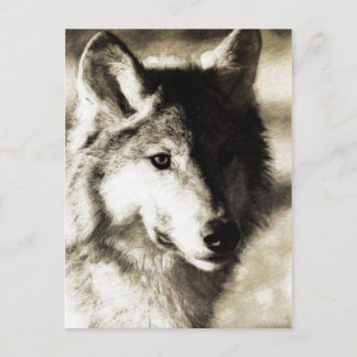 ワイルドシリーズ19 ポストカード