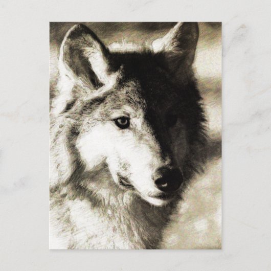 ワイルドシリーズ19 ポストカード (正面)