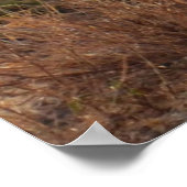 ワイルドジャッカル ポスター (角)