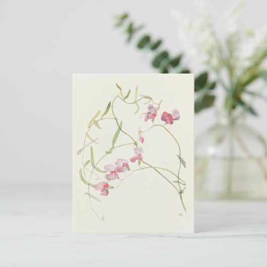 ワイルドスイートピーバイマーガレットアームストロング ポストカード (スタンド正面)