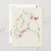 ワイルドスイートピーバイマーガレットアームストロング ポストカード (正面/裏面)