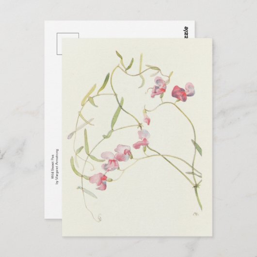 ワイルドスイートピーバイマーガレットアームストロング ポストカード (正面/裏面)