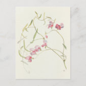 ワイルドスイートピーバイマーガレットアームストロング ポストカード (正面)