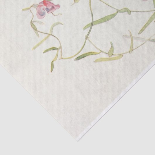 ワイルドスイートピーバイマーガレットアームストロング 薄葉紙 (詳細)